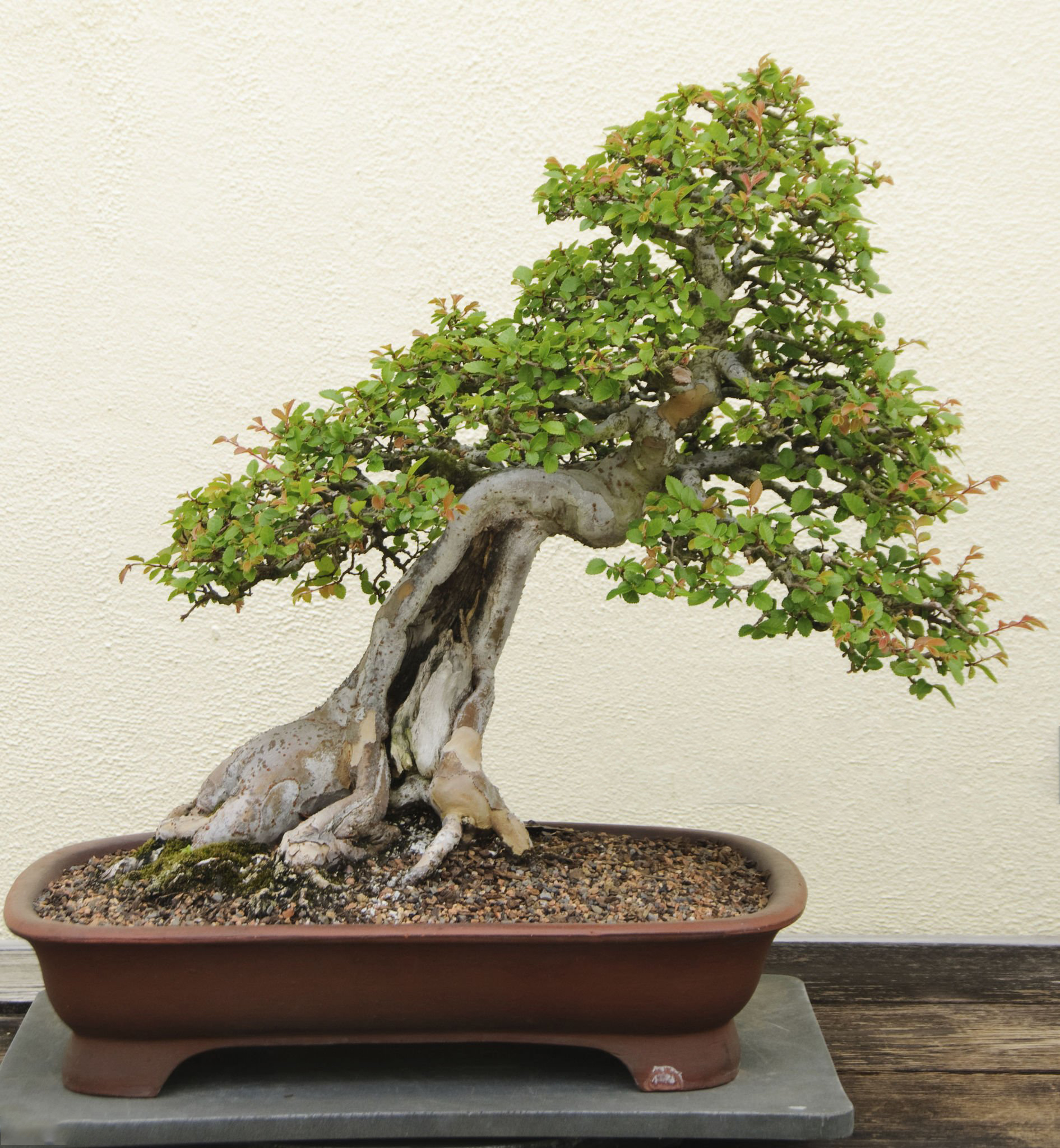 Bonsai